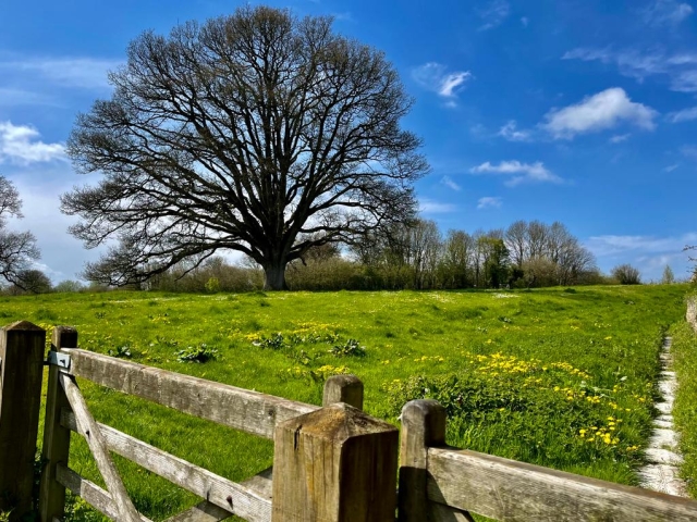 East Pennard Oak Tree