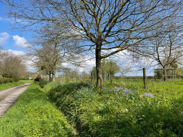 Huxham Blue Bells