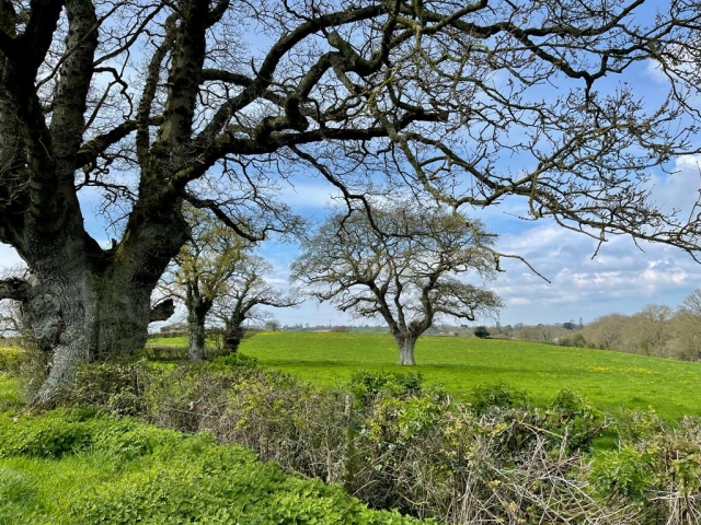 View Over East Pennard