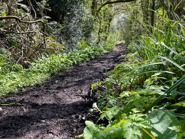 Hembridge Woodland Path