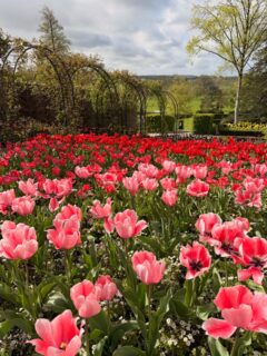 A Symphony of colour, right on our door step 🌷🌷🌷
.
.
.
.
.
.

#somerset #holidaycottagesuk #anthophile #romanticgetaways #tulip