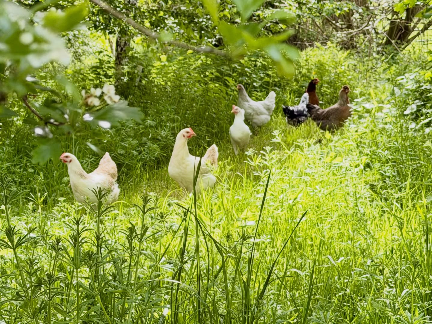 Girls just wanna have fun 🐓 @yewtreefarmsomerset
.
.
.
.
.
.

#somerset #holidaycottagesuk #chicken #ruralretreat #countrylife