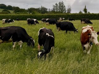 Moo-ing the lawn @yewtreefarmsomerset #farming #cheese #countryretreat #staycation #countrylife