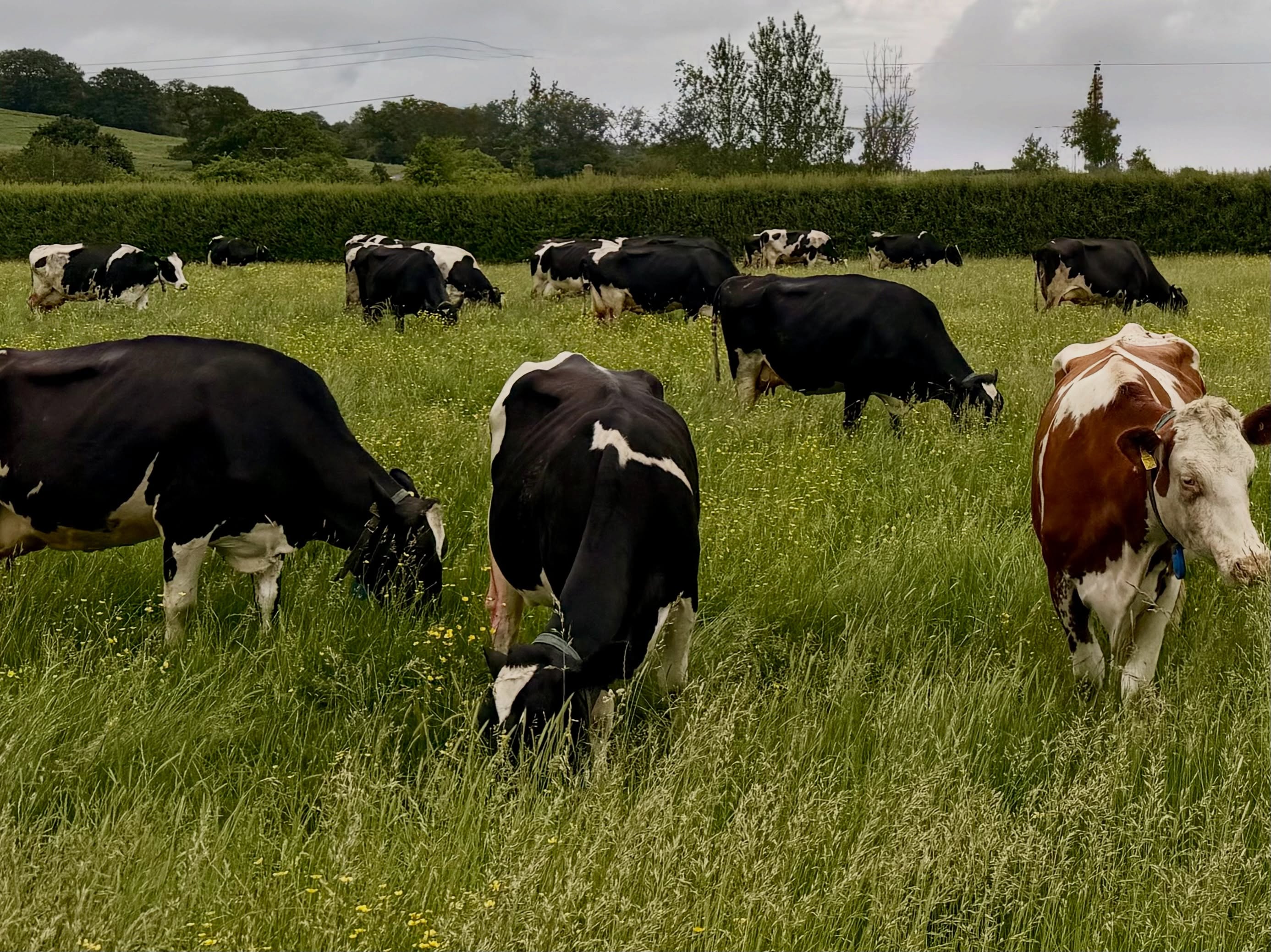 Moo-ing the lawn @yewtreefarmsomerset #farming #cheese #countryretreat #staycation #countrylife